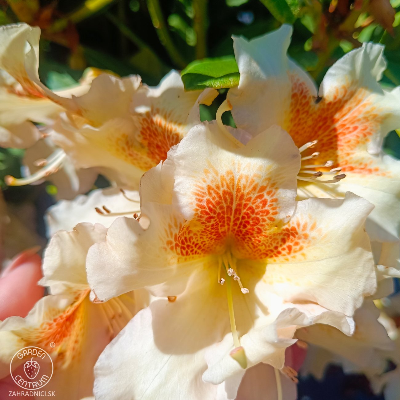 Obrázok Rododendron hybridný (Rhododendron hybridum) ´ELSIE STRAVER´ - výška 30-40 cm, kont. C5L